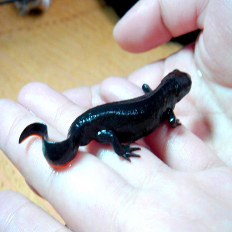 小火龙东方娃娃鱼活体六角恐龙鱼淡水冷水鱼观赏鱼蝾螈霸王鱼龙鱼 加