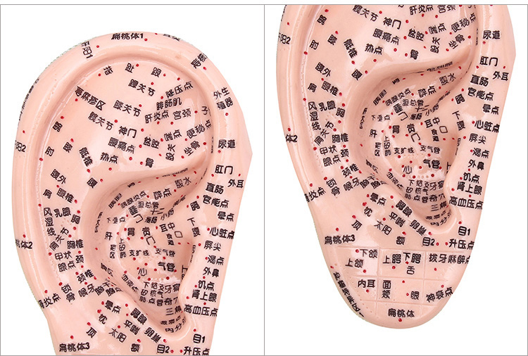 教學穴位耳穴人體反射區耳朵模型 wb-套餐12品牌: 訪客(fk) 商品名稱