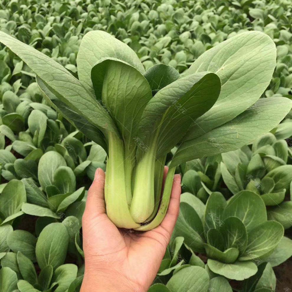 新鲜蔬菜应季现摘露天霜冻青菜大油菜农家自种小青菜绿叶菜 新鲜青菜