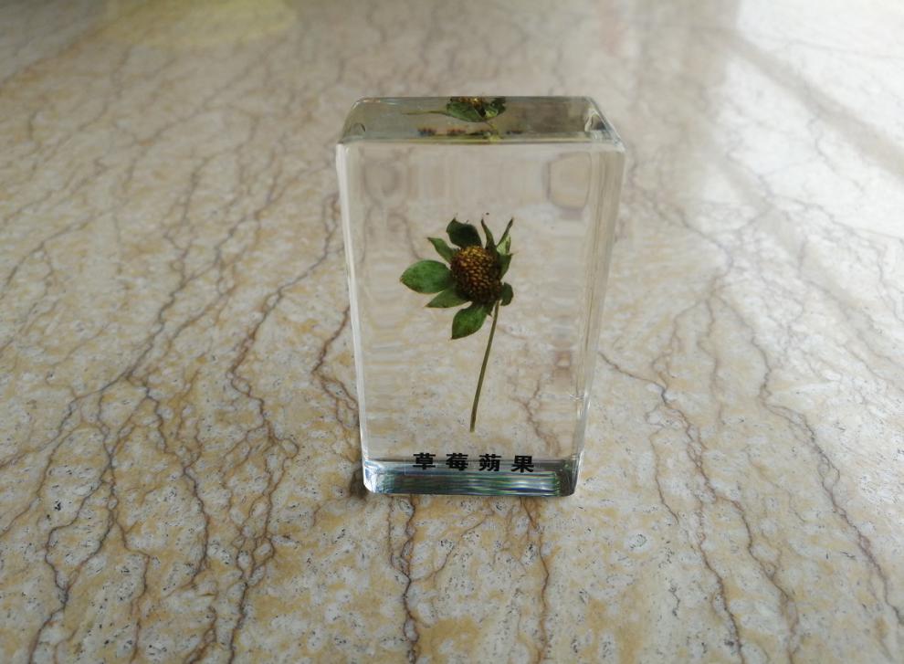透明树脂包埋昆虫植物种子标本鱼幼儿认知玩具小学生物教学蝎子