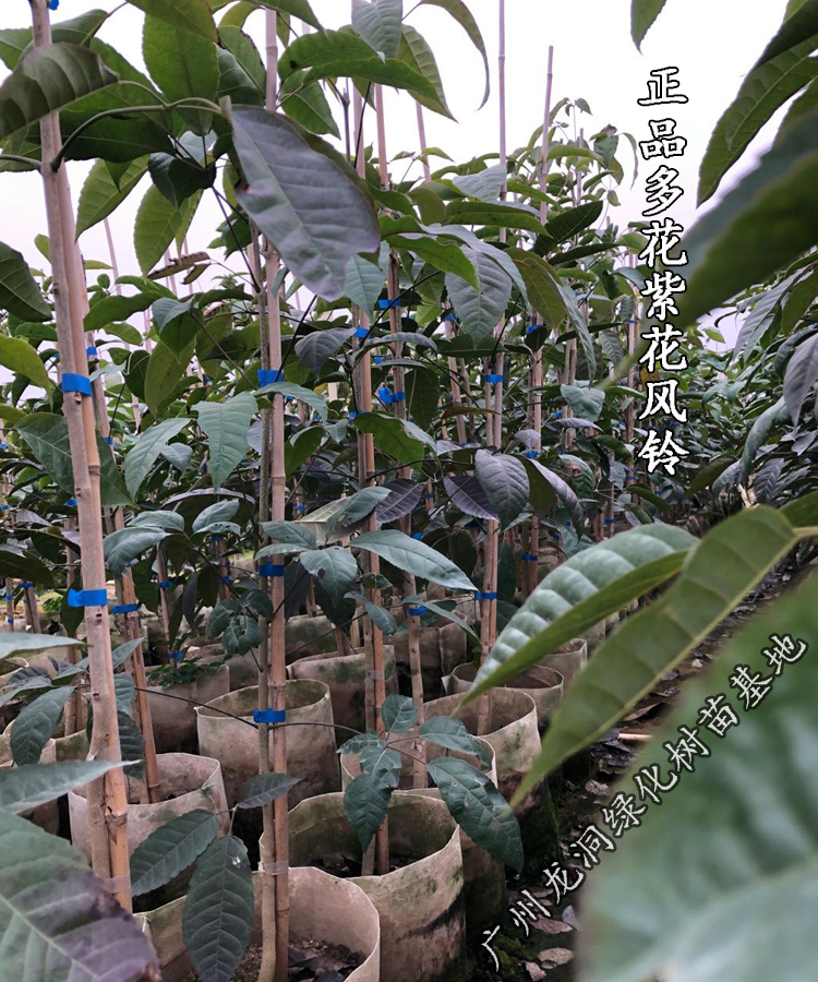 hqc蝶遇紫花风铃树苗庭院小区风景观赏树黄嫁接多花绣球紫花风铃木苗