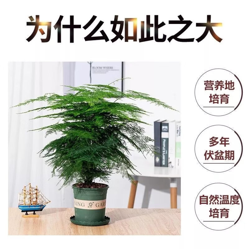 5，【精選】文竹大苗四季常青盆栽綠植室內水培植物雲竹盆景帶盆花卉 小文竹(一份不含盆)10cc 文竹原土()肥