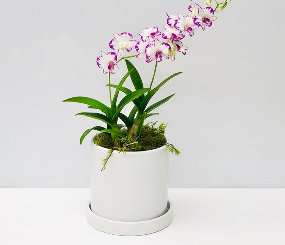 石斛花盆栽秋石斛兰花花卉桌面小盆栽四季开花易复花开花机器泼墨石斛