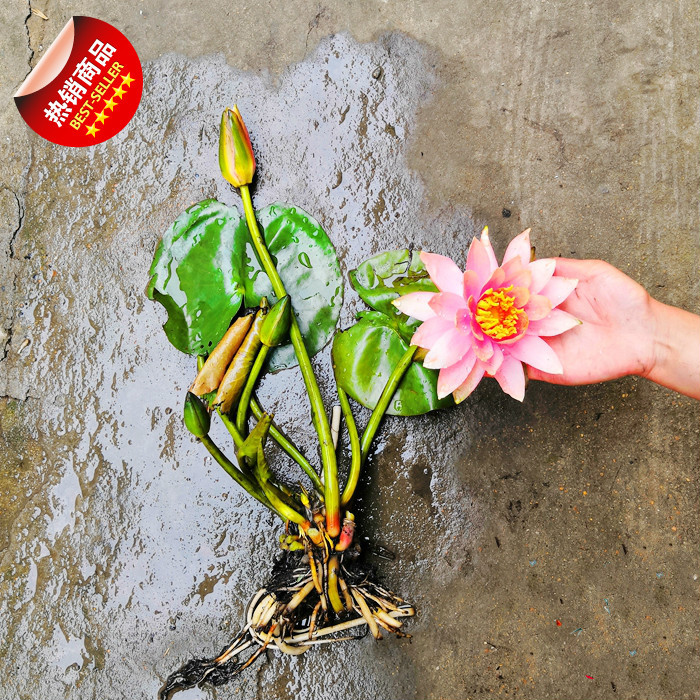 水蓮花睡蓮苗夏天花園水池池塘水培睡蓮水培植物四季好養花卉帶花苞