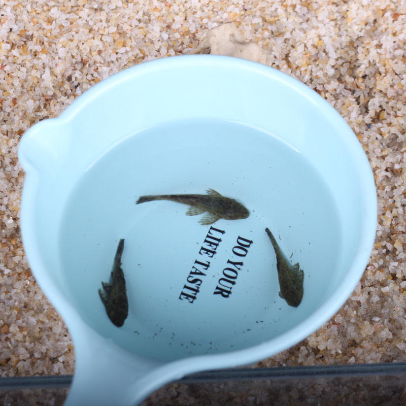 清道夫鱼活体淡水冷水鱼草缸鱼缸清洁工专吃鱼屎藻类垃圾残余饲料朴彩