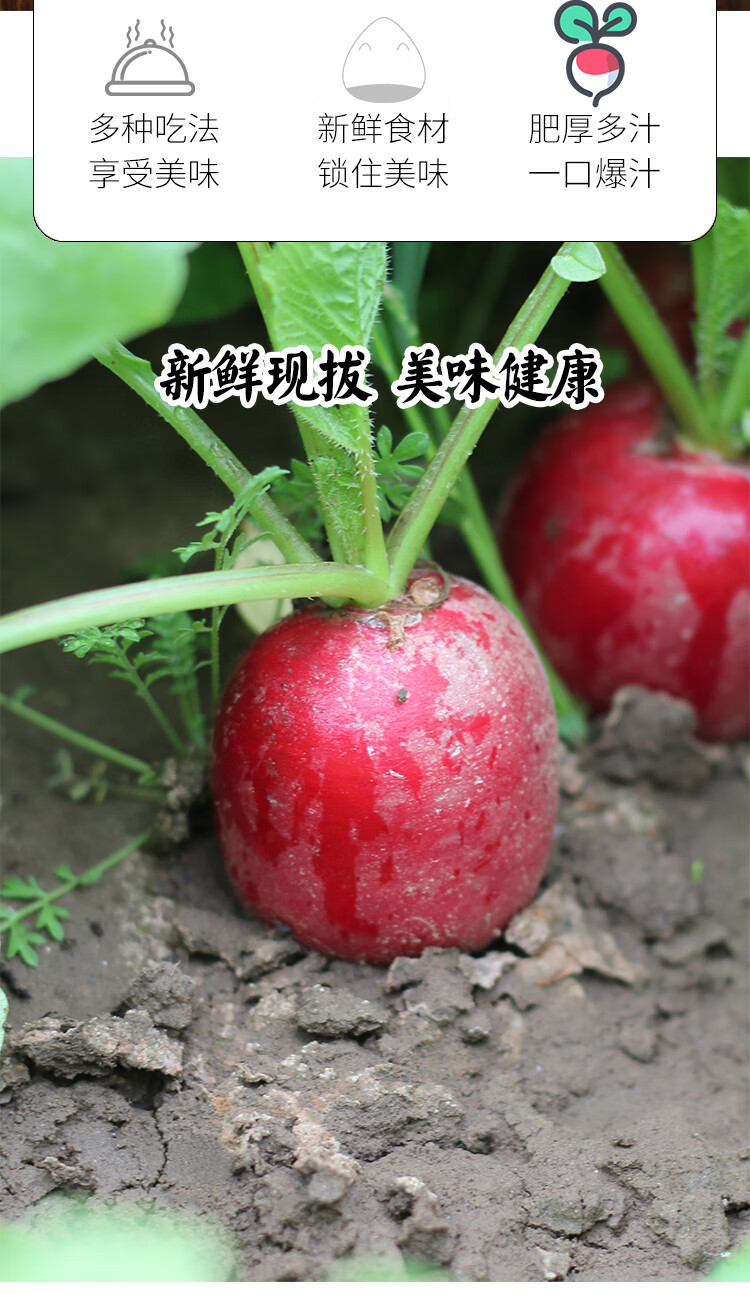 新鲜樱桃小萝卜生吃水果萝卜蔬菜即食沙拉小圆红萝卜5斤 5斤
