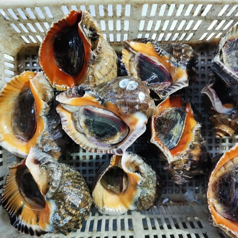 大海螺鲜活超大海螺超大海螺海鲜水产鲜活特大海螺 海螺6-8个/斤 三斤
