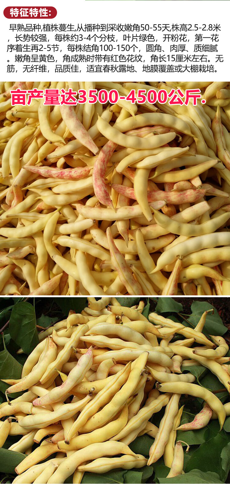 金枝恋东北黄金勾红金钩豆角种子高产油豆角种籽早熟扁豆春夏四季蔬菜