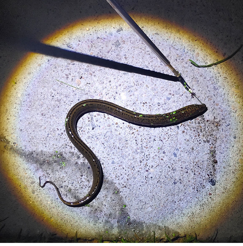 精选不锈钢黄鳝钩子自动主钓黄鳝钓具鳝鱼钩朝天钩钓鱼钩甲鱼钩钓鳝钩