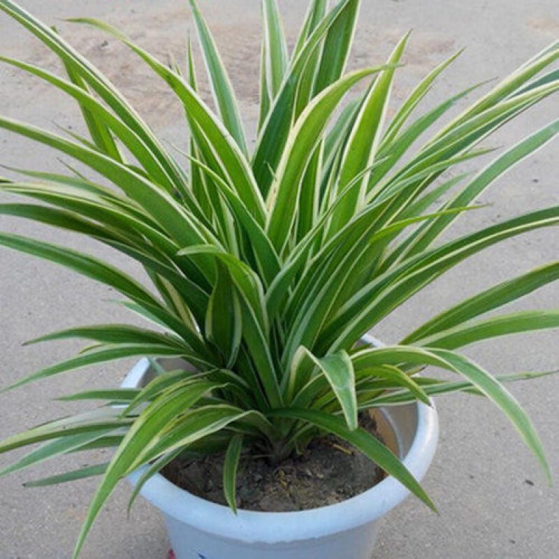 京选推荐金边吊兰金心吊篮盆栽绿植植物花卉批发办公室内大号金心吊兰