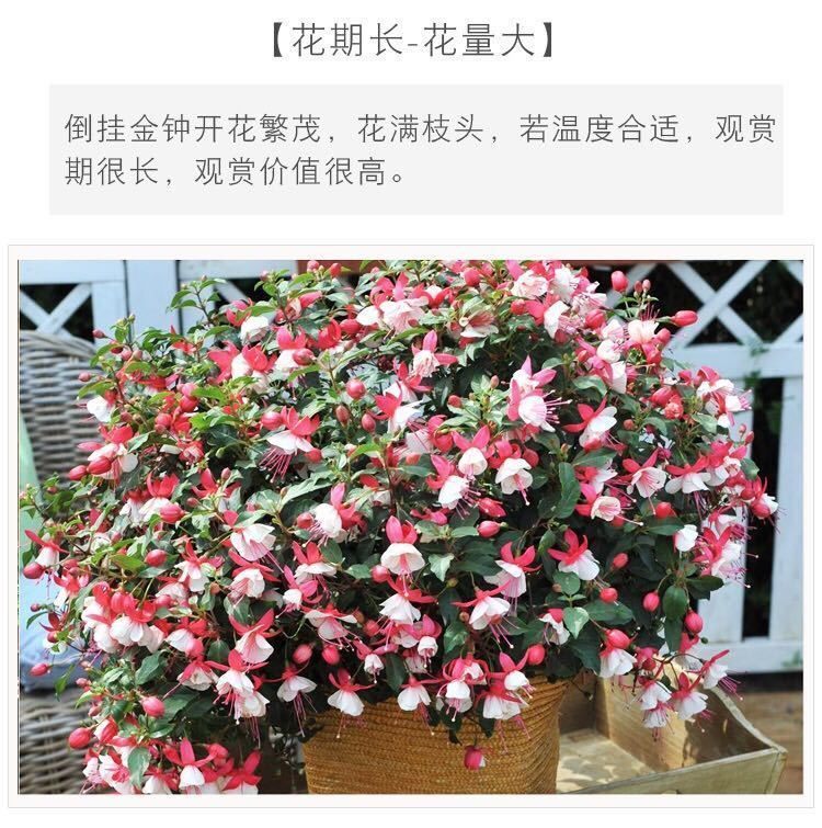 精选重瓣倒挂金钟盆栽老桩室内外绿植灯笼花盆栽宝莲灯植物四季开花