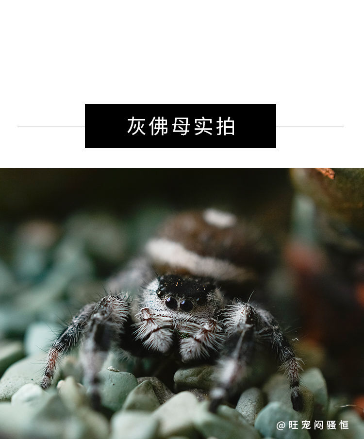 荣郁新品宠物小蜘蛛卢卡斯跳蛛微景观办公室桌面迷你好饲养活体捕加热