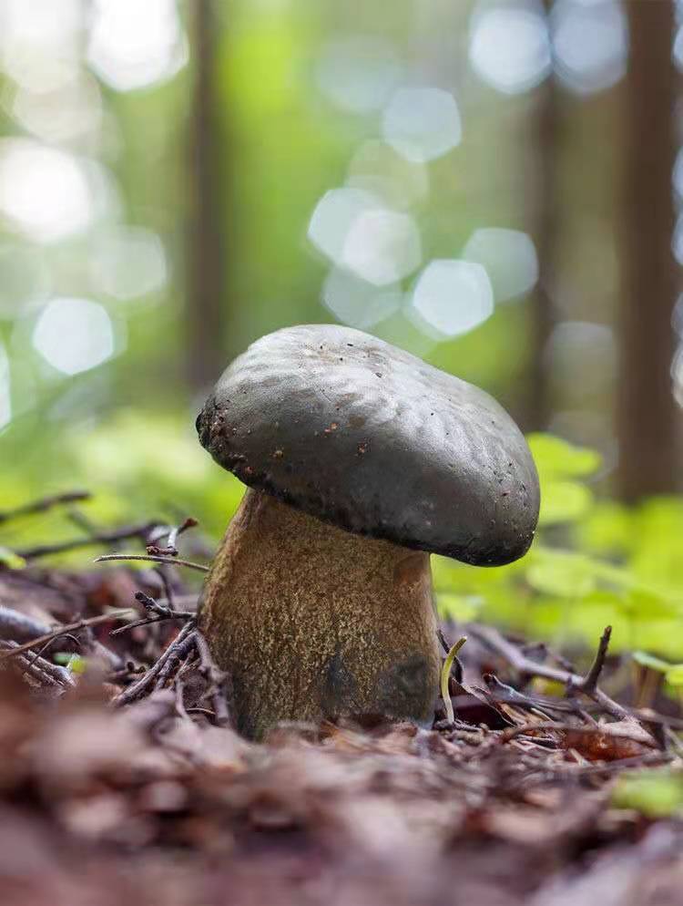 黑牛肝菌野生云南省特产新鲜菌子野生菌类鲜货新鲜蔬菜食用鲜菌菇