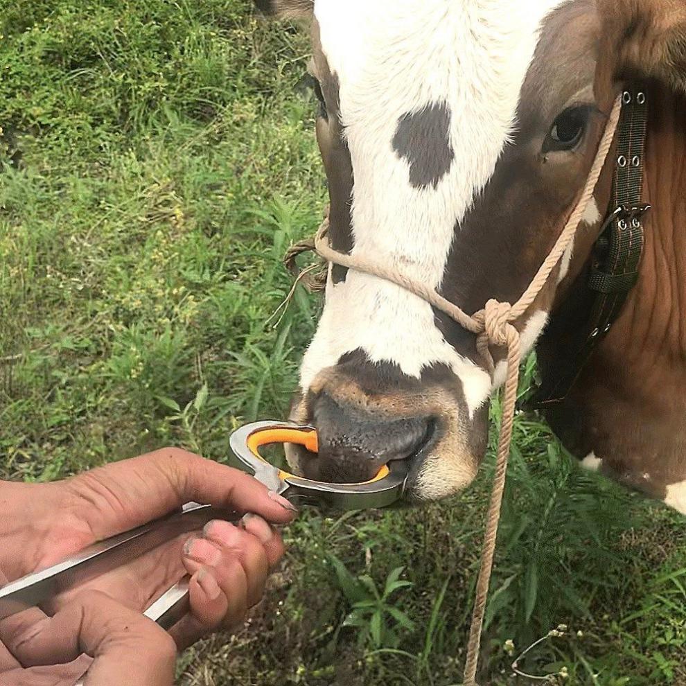 给牛穿鼻子的器具图片