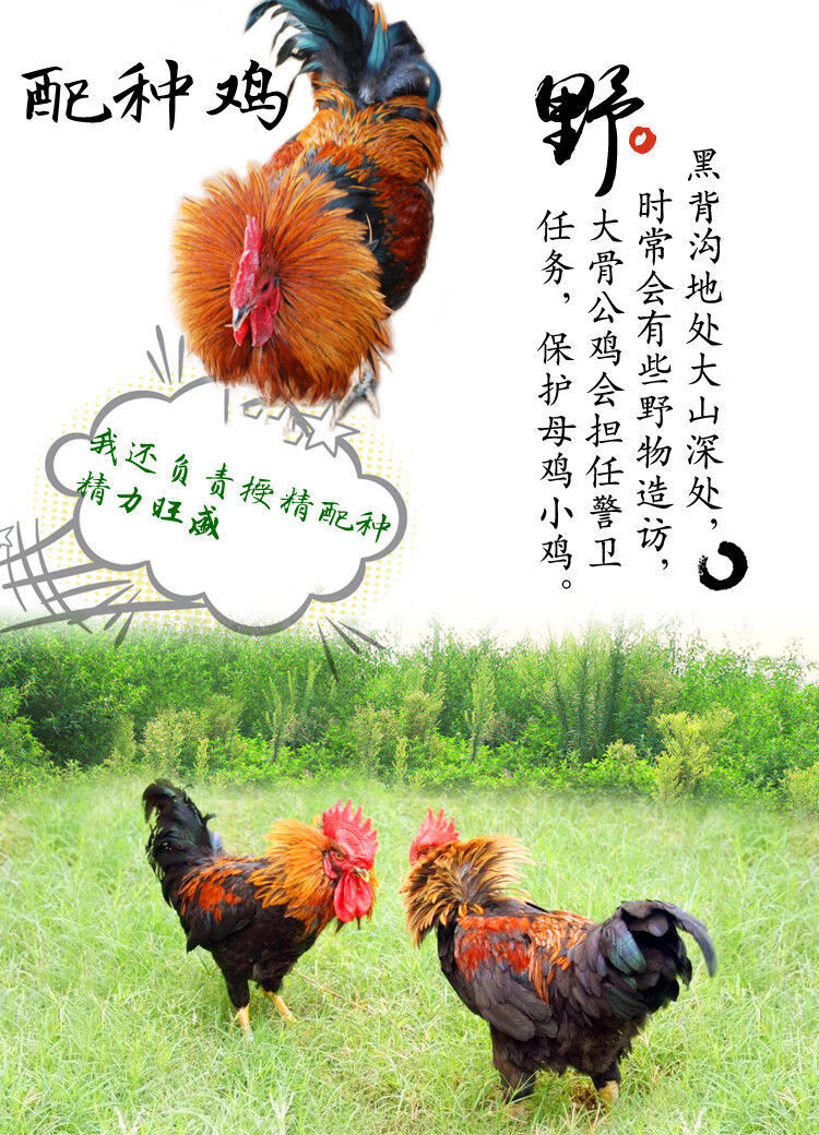 散养大公鸡新鲜宰杀公鸡土鸡笨公鸡整只活体宰杀素馨依水农村散养大