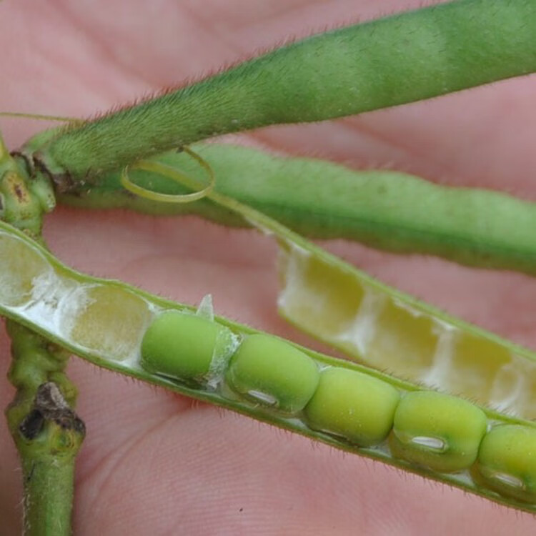 绿豆5斤新鲜山东农家生豆芽的笨豆子绿豆汤2020年新毛绿豆【图片 价格