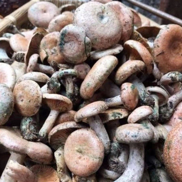 五折 湖南枞树菌新鲜野生菌蘑菇寒菌三九菇松树菌菇雁鹅菌谷熟菌 500g