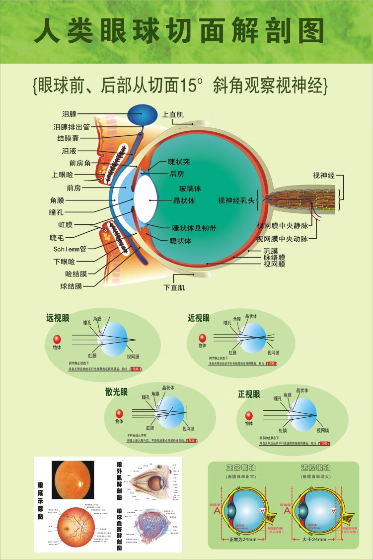图眼球解剖图剖面图眼科海报挂图展板墙贴宣传画图片 眼球结构示意图
