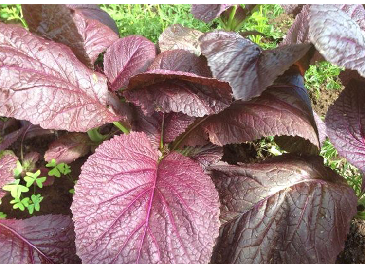 金枝恋韩国进口赤紫芥菜种子大叶芥菜种籽春秋四季野菜阳台盆栽蔬菜种