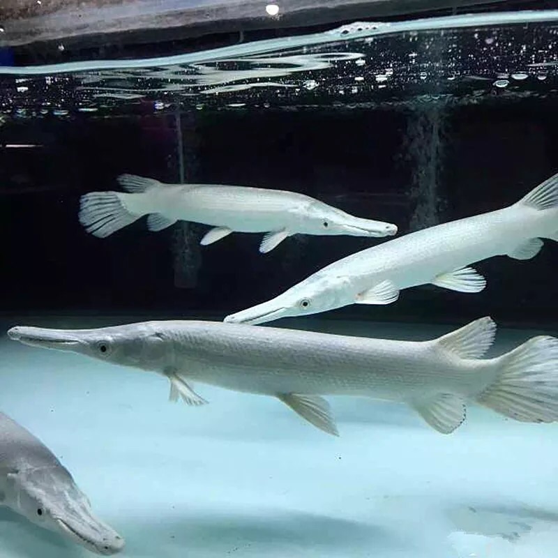 大型白化火箭幽灵火箭黑火箭福鳄尖嘴鳄大型热带鱼凶猛鱼观赏鱼水财神