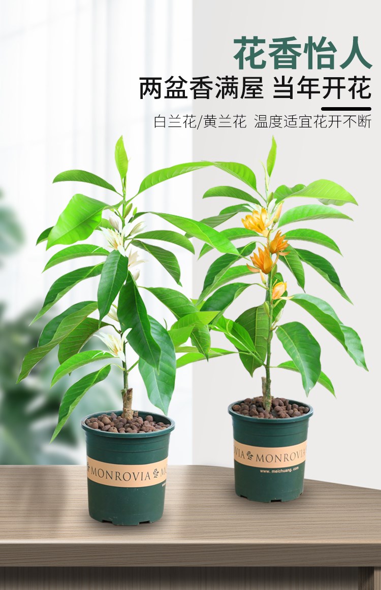 白兰花盆栽室内浓香型四季开花黄果兰树苗庭院植物好养花卉 白兰4年苗