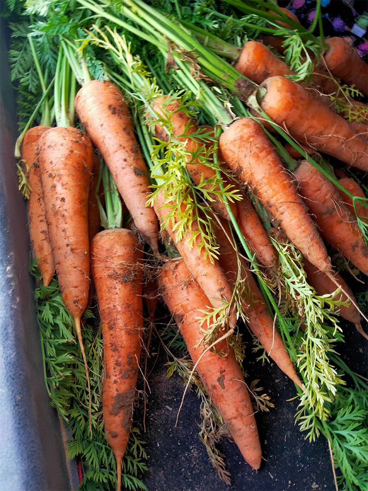 湖北恩施高山种植现挖胡萝卜新鲜 红萝卜水果胡萝卜 5斤【图片 价格