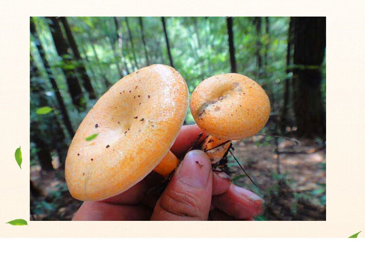 达州新鲜枞菌多规格重阳菌松菌野磨菇松乳菇枞树菌