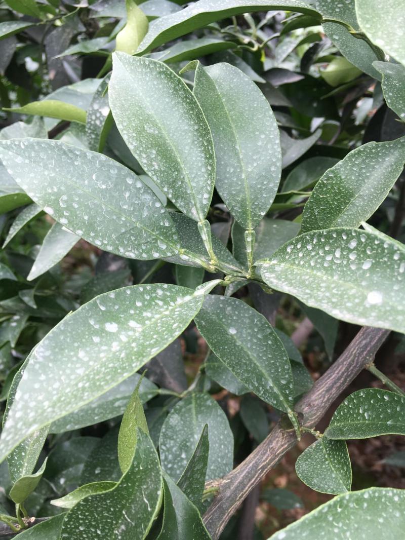 绿颖 矿物油 99% 红蜘蛛 介壳虫 白粉病 杀螨剂 1l【图片 价格 品牌