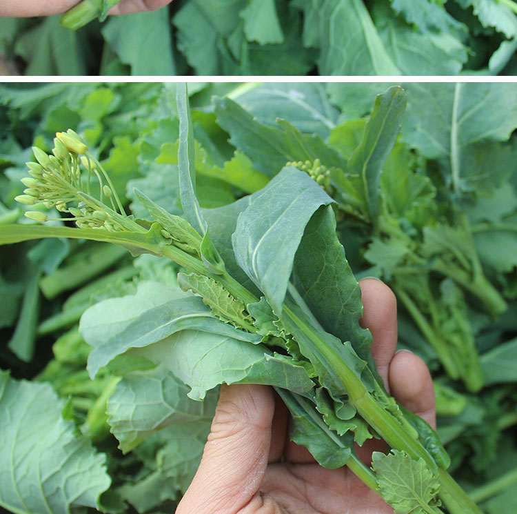 油菜苔种子油菜心菜薹春夏秋冬四季播耐热农家田园阳台蔬菜种籽孑割心