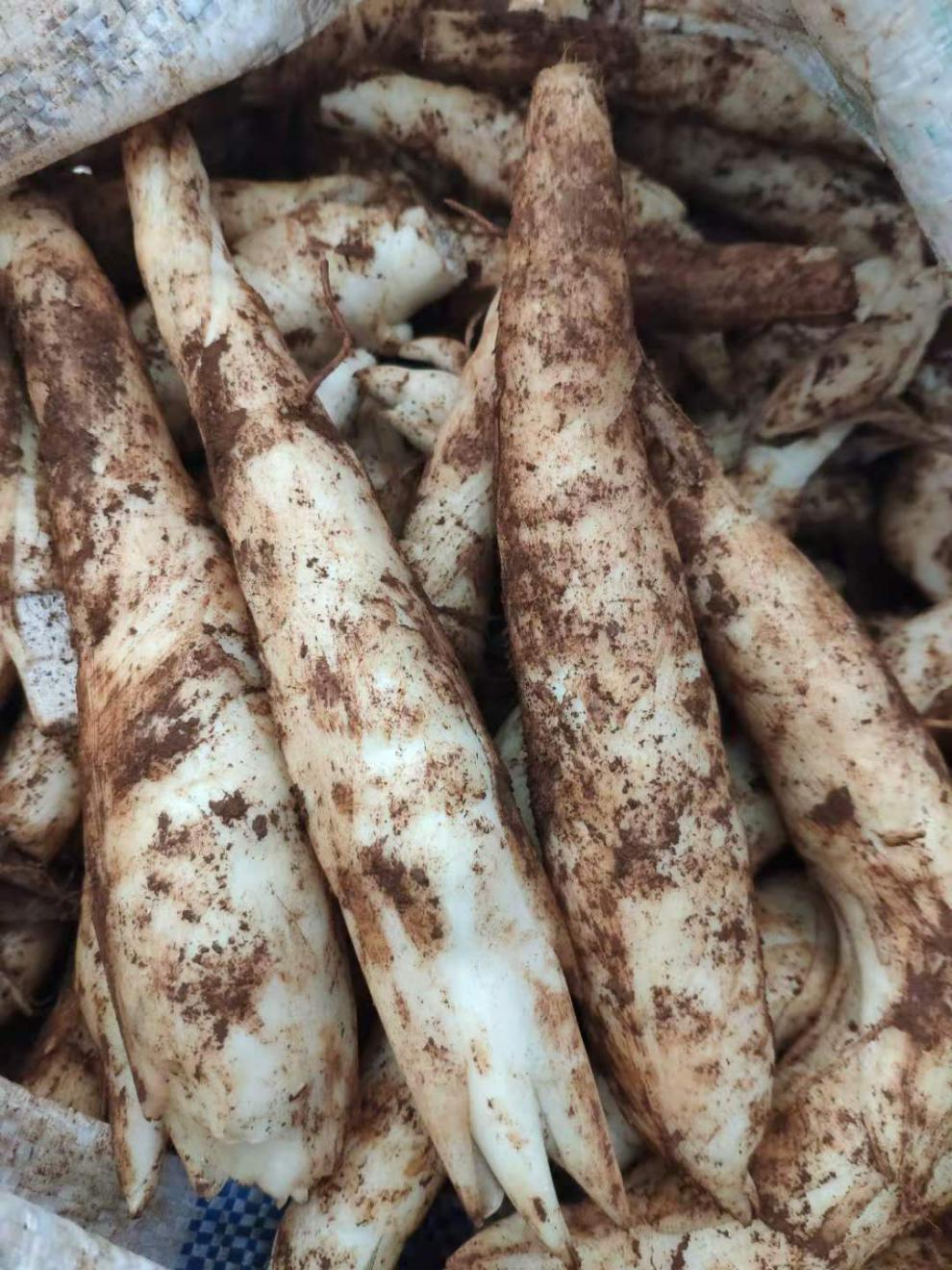 海南新鲜竹薯冬薯农家竹芋苓薯竹根薯煲汤食材现挖发货全国广纳力驰 2
