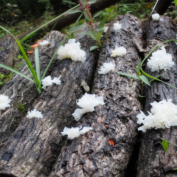 通江银耳 四川天然深山银耳特级椴木银耳干货孕妇无硫雪耳糯耳白木耳