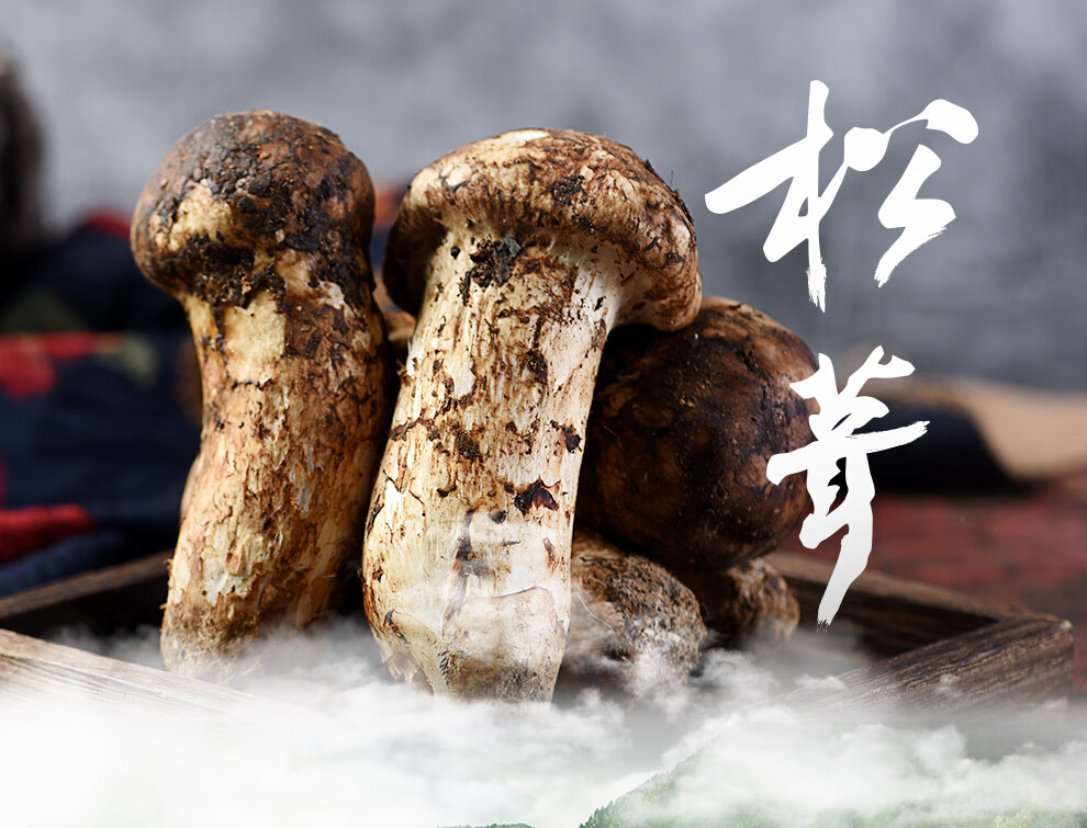 顺丰冷链空运新鲜松茸79cm甘孜州雅江县藏区特产松茸新鲜新鲜松茸精选