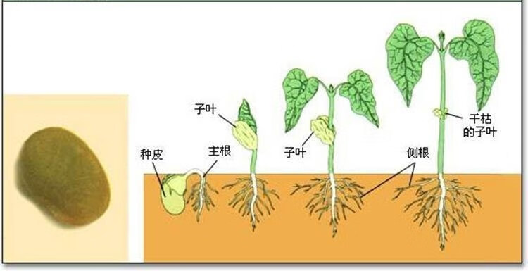 單子葉草堂 繡球花種子無盡夏繡球花花種籽子多年生花籽易活盆栽庭院