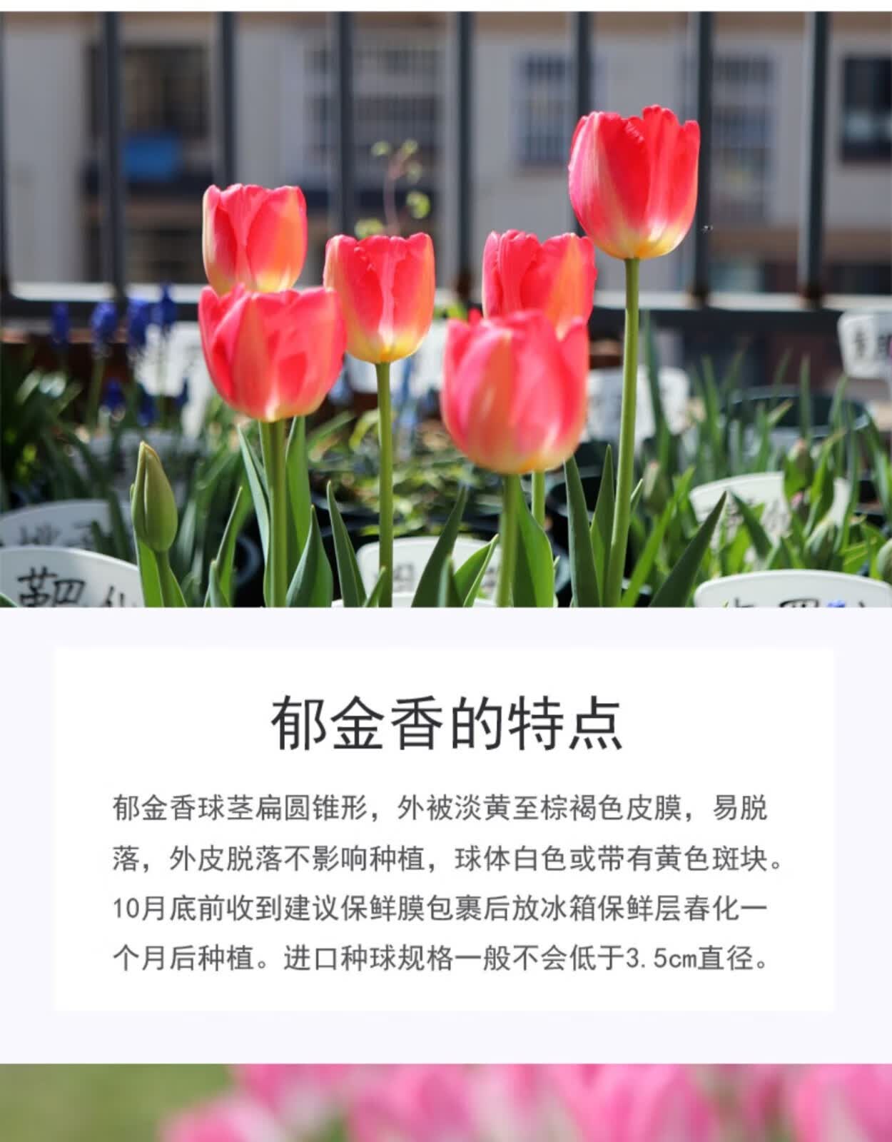 忆芗进口郁金香大球土培水培套装进口种球花卉庭院耐寒种球 郁金香