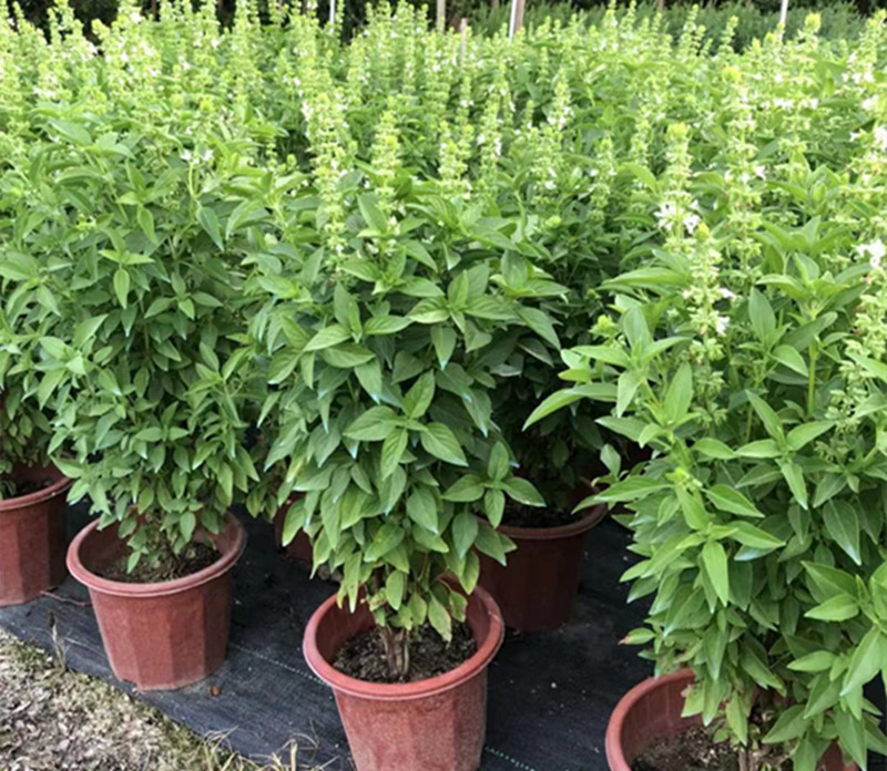 九层塔潮汕金不换苗薄荷盆栽罗勒叶植物绿植苗z6九层塔2025厘米高带