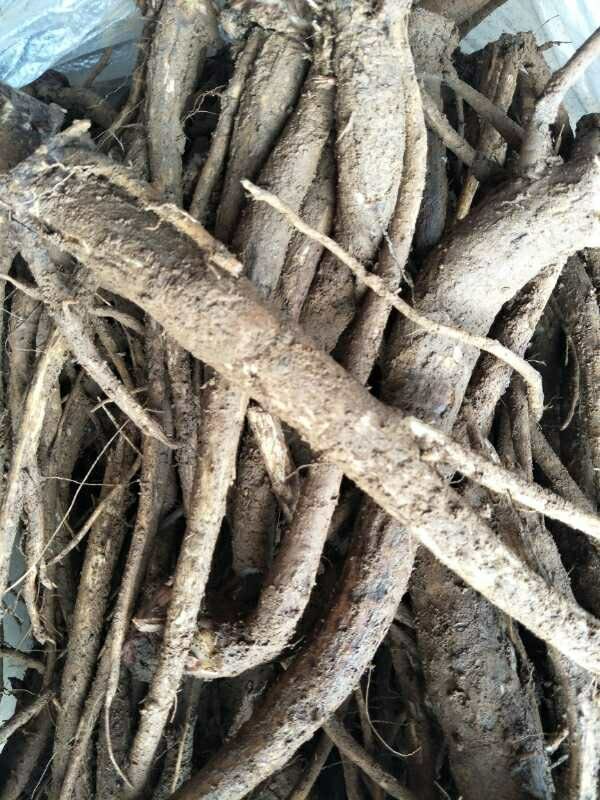 新鲜大蓟根鸡刺根刺儿菜鸡足刺猪姆刺马蓟野红花鸡项草 3斤【图片