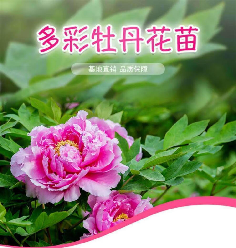 牡丹花树苗(带花苞)正宗洛阳重瓣牡丹花苗四季易活庭院阳台花卉盆栽