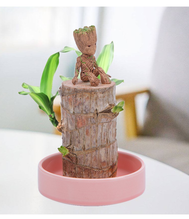 巴西木幸运木水养植物小盆栽办公室内桌面格鲁特四季树桩水培绿植