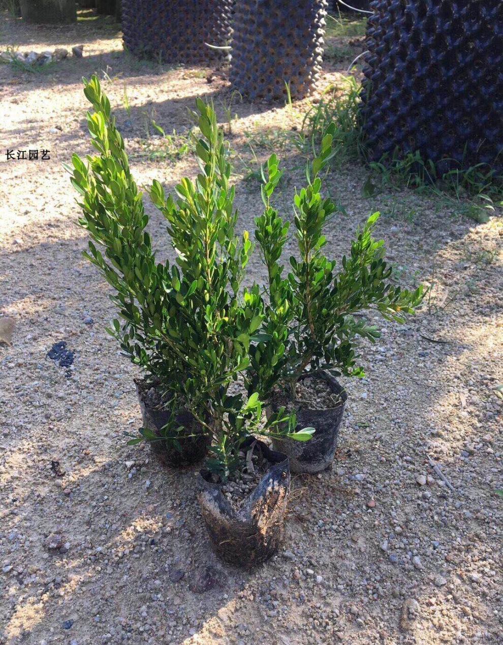 雀舌黄杨皱皮小叶黄杨苗造型名贵盆景树苗室内常青石柳苗盆栽六年苗1