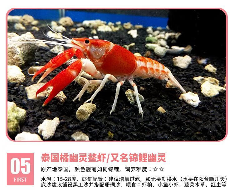 觀賞鰲蝦水族活體寵物鮮活天空藍魔蝦淡水大型藍色小龍蝦苗龍紋蝦紅色