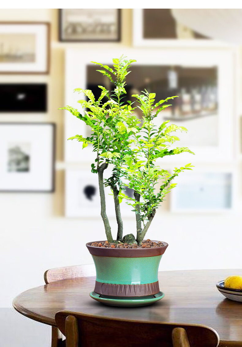 小叶紫檀盆栽老桩盆景四季常青树苗老根木本植物办公绿植紫檀翡翠盆