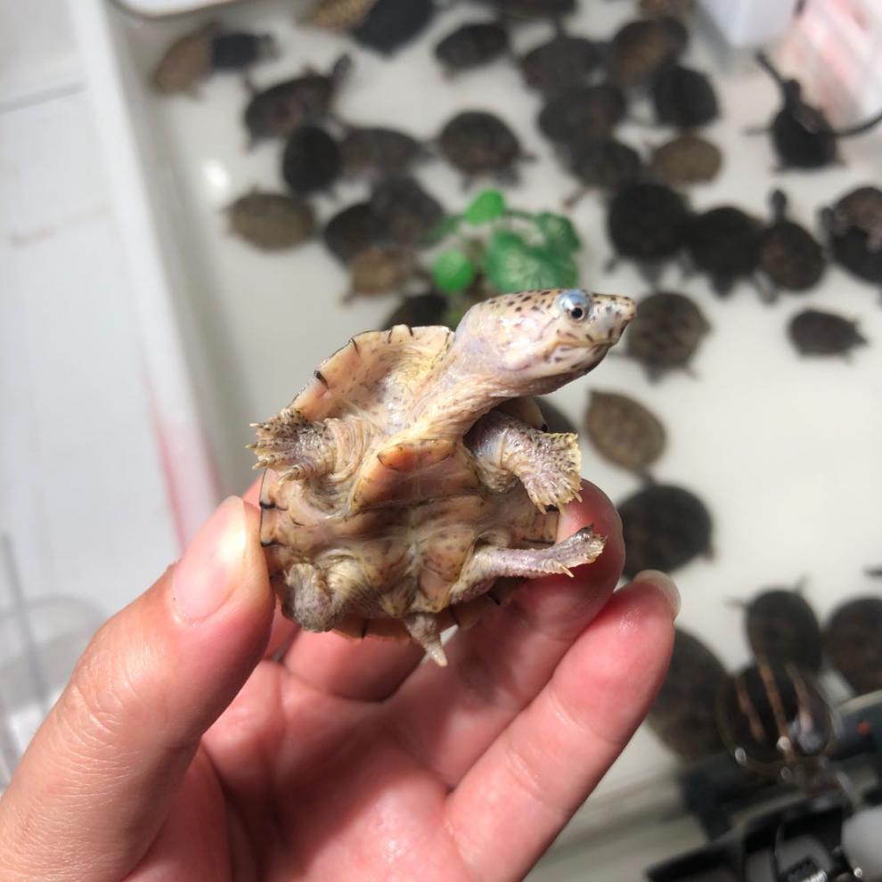 剃刀龟苗成体迷你龟种水财神剃刀龟4855cm1只装