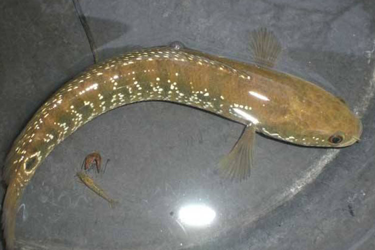 精品七星鱼冷水观赏鱼淡水食用山斑月鳢蛇鱼肉食原生珍珠雷龙鱼1条