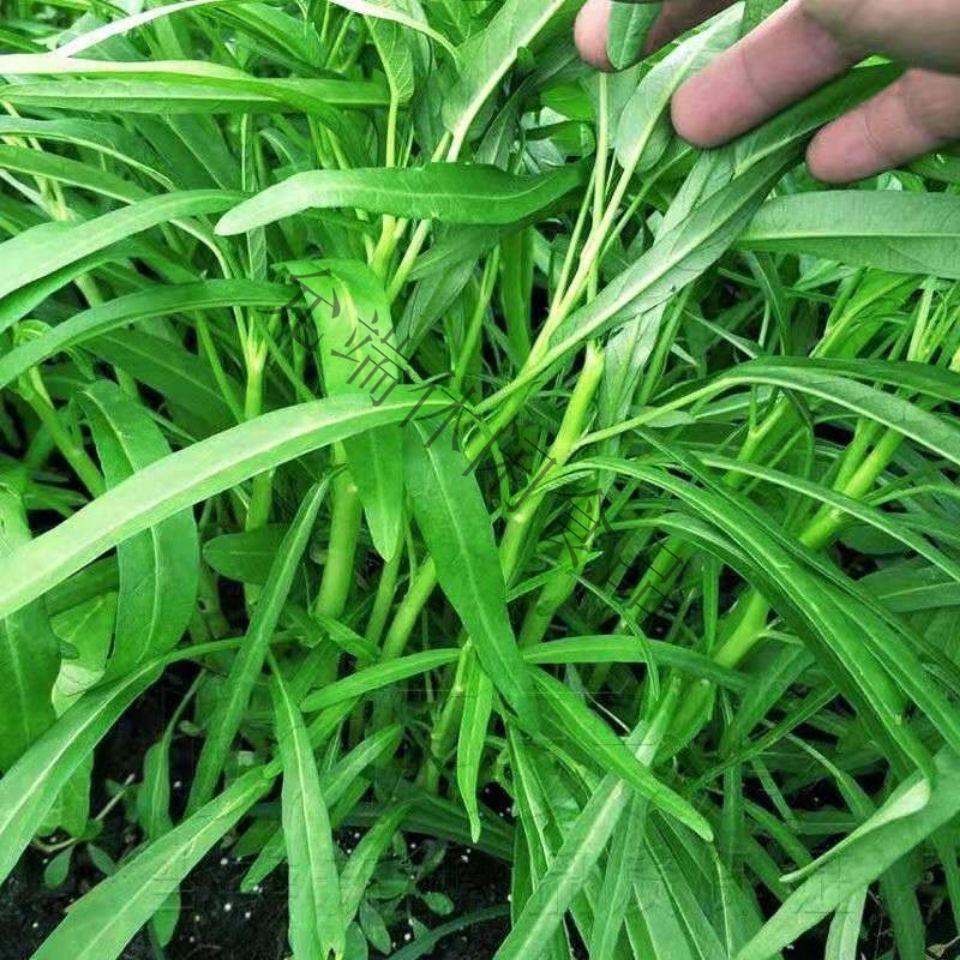 苏北白杆空心菜下饭菜新鲜四季绿色白梗柳叶蔬菜时令