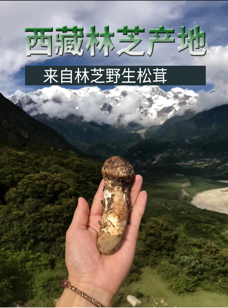 【順豐空運禮盒】現貨松茸 西藏林芝松茸現摘香格里拉松茸食用菌未開