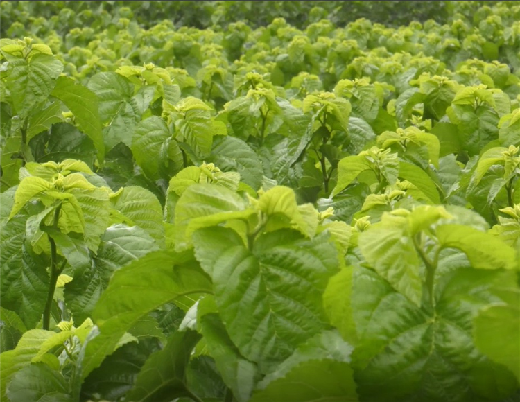 新鲜桑叶蚕宝宝饲料小蚕鲜嫩现摘桑树叶子蚕叶养蚕专用不打药顺丰顺丰