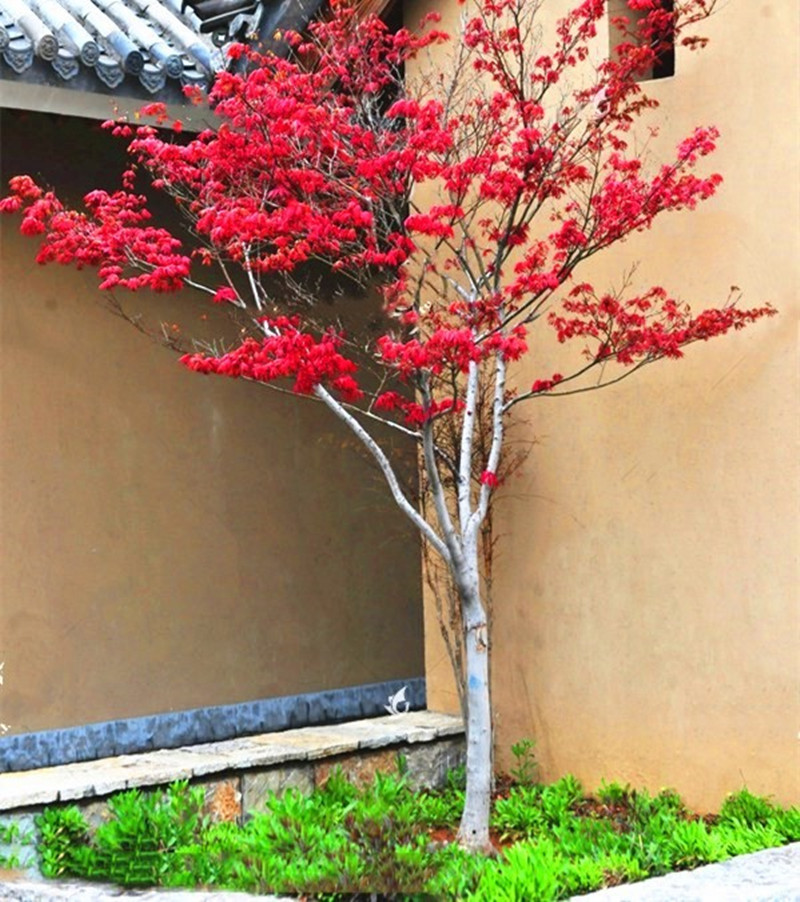 红枫树苗红枫树苗四季红红枫苗红舞姬盆栽地栽庭院别墅工程绿化红枫苗
