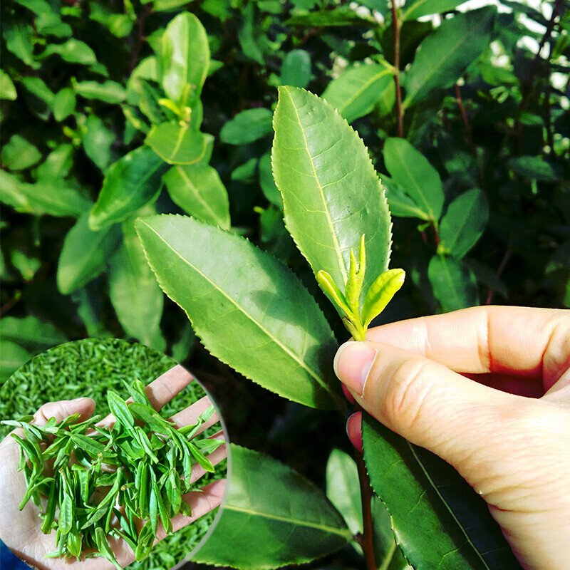 新茶温州永嘉乌牛茶500g乌牛早茶明前茶乌牛早叶绿茶【图片 价格 品牌