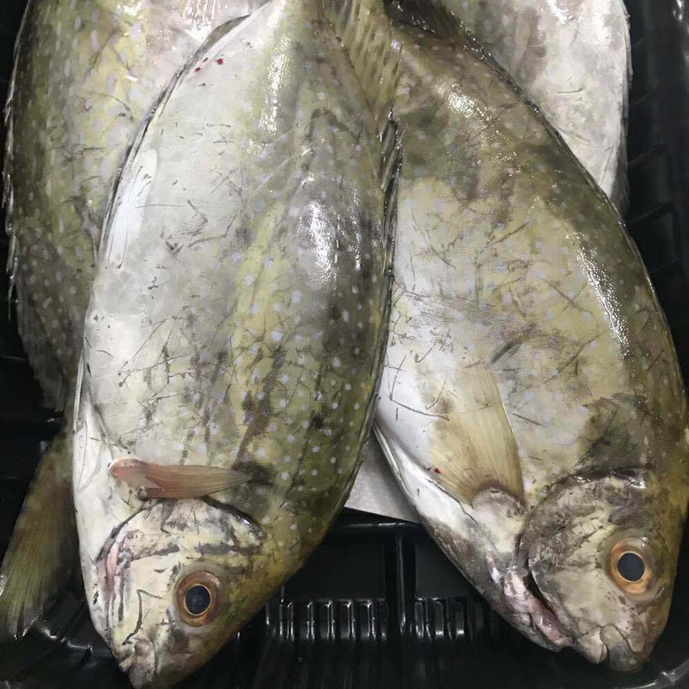 泥萌鱼泥猛鱼新鲜海捕南海秋叶鱼海鲜冷冻篮子鱼深海艾娘鱼水产 3斤装