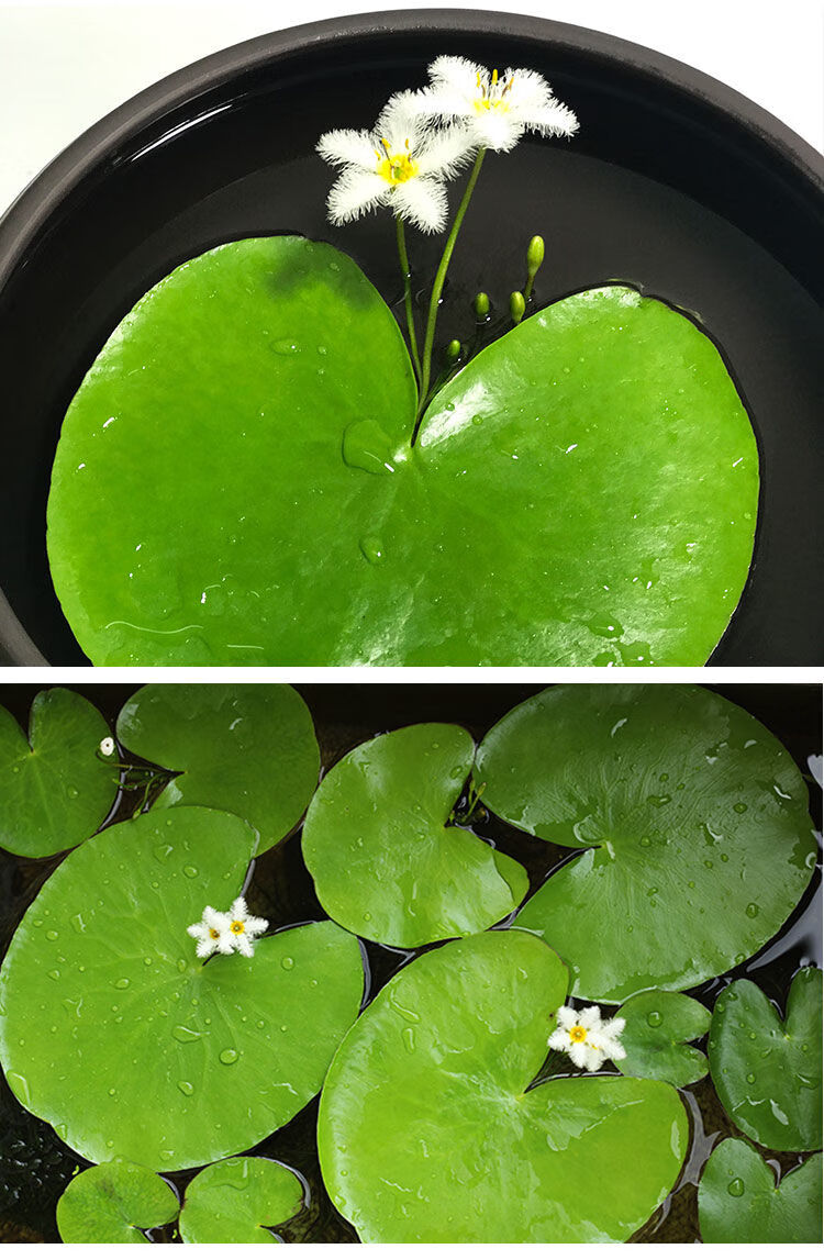 鱼缸浮萍水草活体水生植物浮性除no3净化水质微景观水